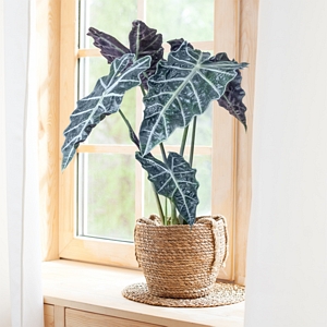 Alocasia Poly